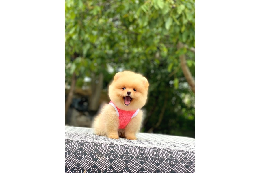 Birbirinden tatlı Pomeranian yavrularımız