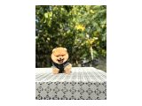 Birbirinden tatlı Pomeranian yavrularımız - 7