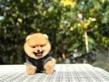 Birbirinden tatlı Pomeranian yavrularımız - 7