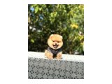 Birbirinden tatlı Pomeranian yavrularımız - 8