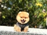Birbirinden tatlı Pomeranian yavrularımız - 8