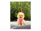 Birbirinden tatlı Pomeranian yavrularımız - 2