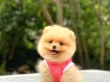 Birbirinden tatlı Pomeranian yavrularımız - 2