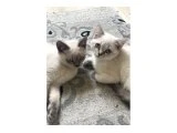 British short hair kedi - 1