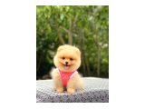 Birbirinden tatlı Pomeranian yavrularımız - 4
