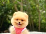 Birbirinden tatlı Pomeranian yavrularımız - 4