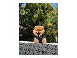 Birbirinden tatlı Pomeranian yavrularımız - 5