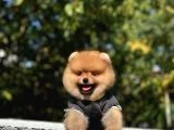 Birbirinden tatlı Pomeranian yavrularımız - 5