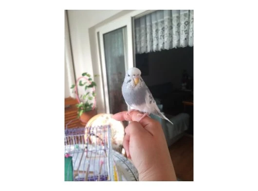 Dışı muhabbet kuşu