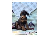 2 aylik Doberman yavrular - 3