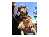 2 aylik Doberman yavrular - 2