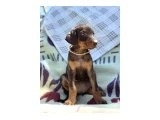 2 aylik Doberman yavrular - Köpek