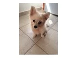 3.5 aylık pomerian boo dişi köpek - Pomeranian Boo