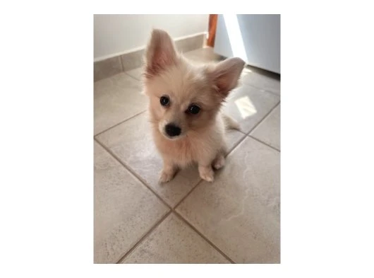 3.5 aylık pomerian boo dişi köpek