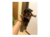 0 numara yorkie terrier yavrular - Köpek