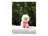 Ayı Surat Pomeranian - 3