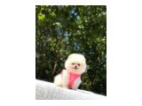 Ayı Surat Pomeranian - 2