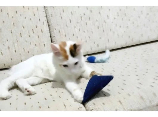 Banada Evimizde Ve Kalbinizde Yer Açabilirmisiniz ?
