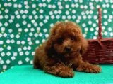 Poodle Bebeklerimiz - 4