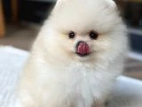 Ayı Surat Pomeranian Yavrular - 3