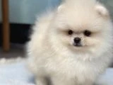 Ayı Surat Pomeranian Yavrular - 4