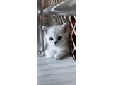 British shorthair sahiplendirme - 2