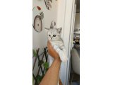 British shorthair sahiplendirme - 3