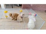 HERŞEY DAHİL 3 HOLLANDA LOP 1,5 AYLIK 10.000 TL - Kemirgen