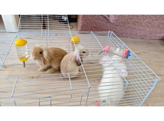 HERŞEY DAHİL 3 HOLLANDA LOP 1,5 AYLIK 10.000 TL