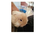 HERŞEY DAHİL 3 HOLLANDA LOP 1,5 AYLIK 10.000 TL - 3