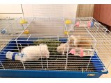 HERŞEY DAHİL 3 HOLLANDA LOP 1,5 AYLIK 10.000 TL - 2