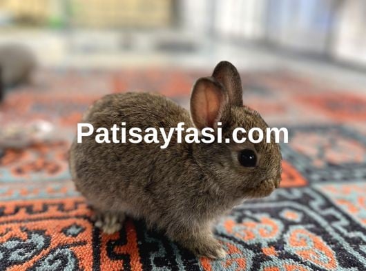 Çok güzel Hollanda cüce tavşan yavruları 