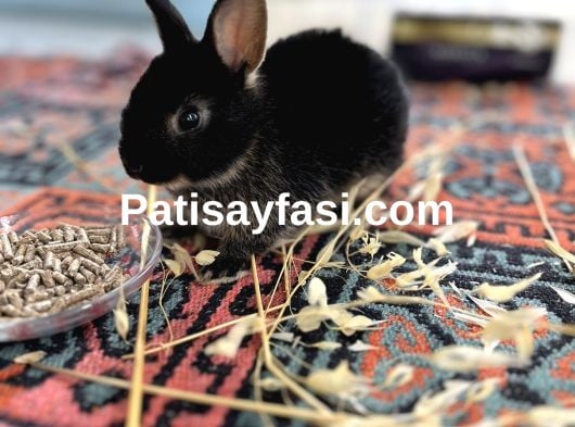 Çok güzel Hollanda cüce tavşan yavruları 