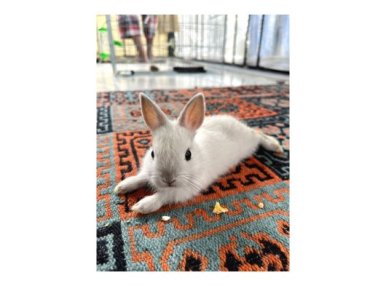 Kemirgen ilanlari