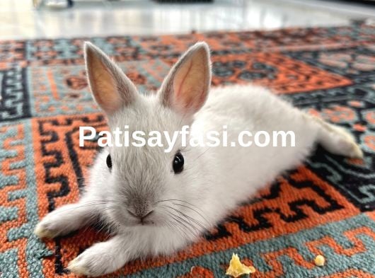 Çok güzel Hollanda cüce tavşan yavruları 