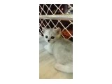 British shorthair sahiplendirme - 1