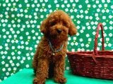 Poodle Bebeklerimiz - 5