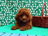 Poodle Bebeklerimiz