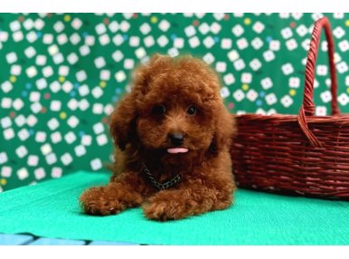 Poodle Bebeklerimiz