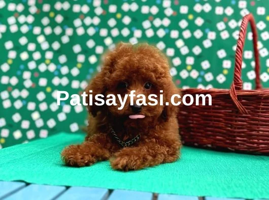 Poodle Bebeklerimiz