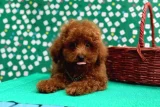 Canlı Görüşmeyle Görebileceğiniz Poodle Yavruları - Toy Poodle