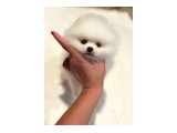 Ayı Surat Pomeranian Yavrular - 2