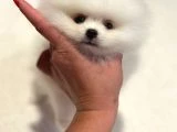 Ayı Surat Pomeranian Yavrular - 2