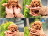 Orjinal Toy Poodle Çocuklar