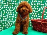Poodle Bebeklerimiz - 2