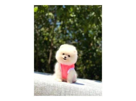 Ayı Surat Pomeranian