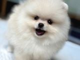 Ayı Surat Pomeranian Yavrular
