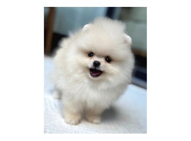 Ayı Surat Pomeranian Yavrular