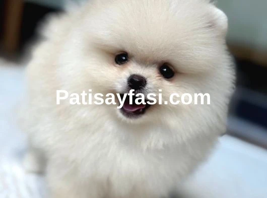 Ayı Surat Pomeranian Yavrular