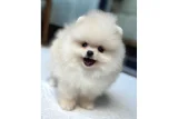 Ayı Surat Pomeranian Yavrular - Pomeranian Boo